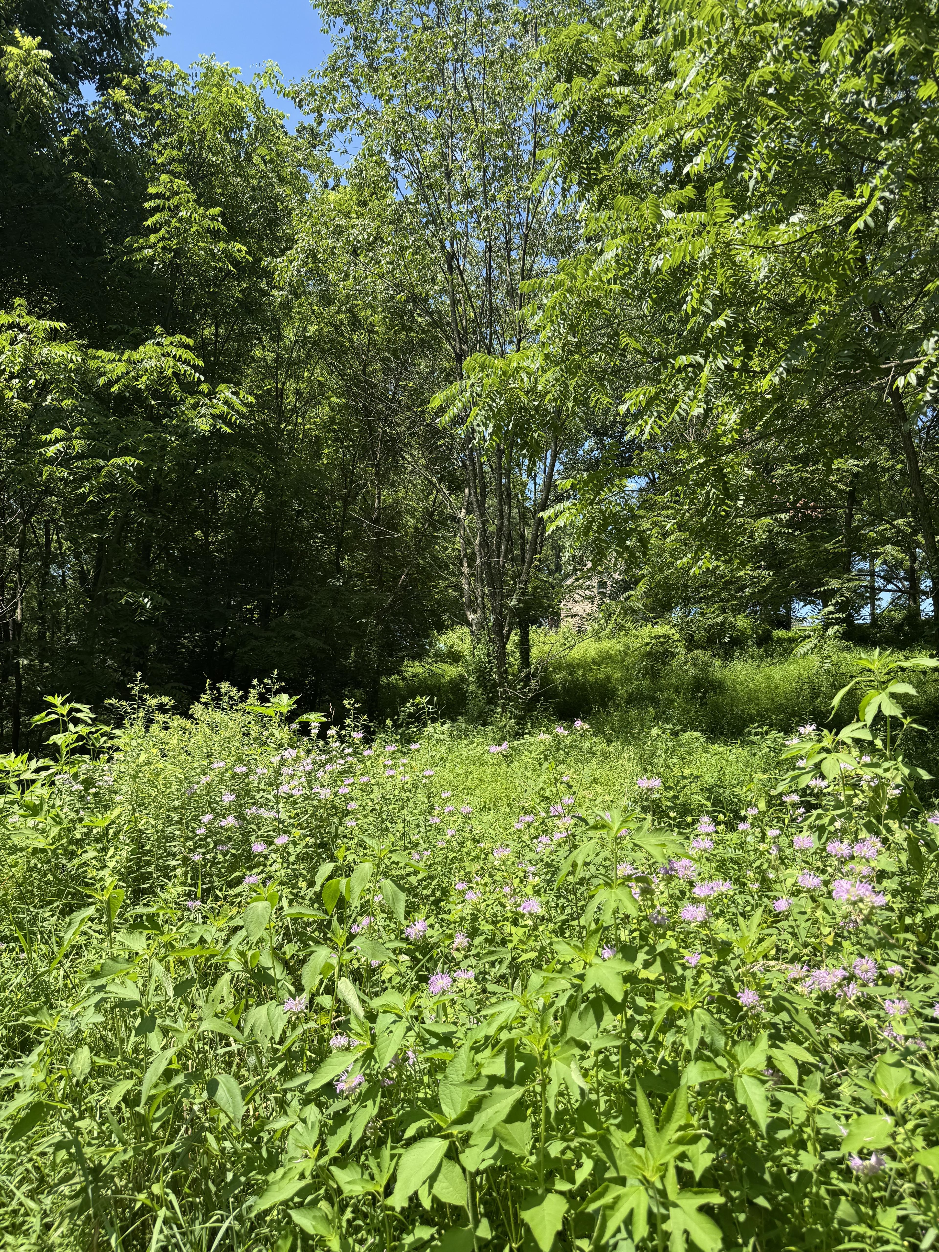 Sustainable greenery