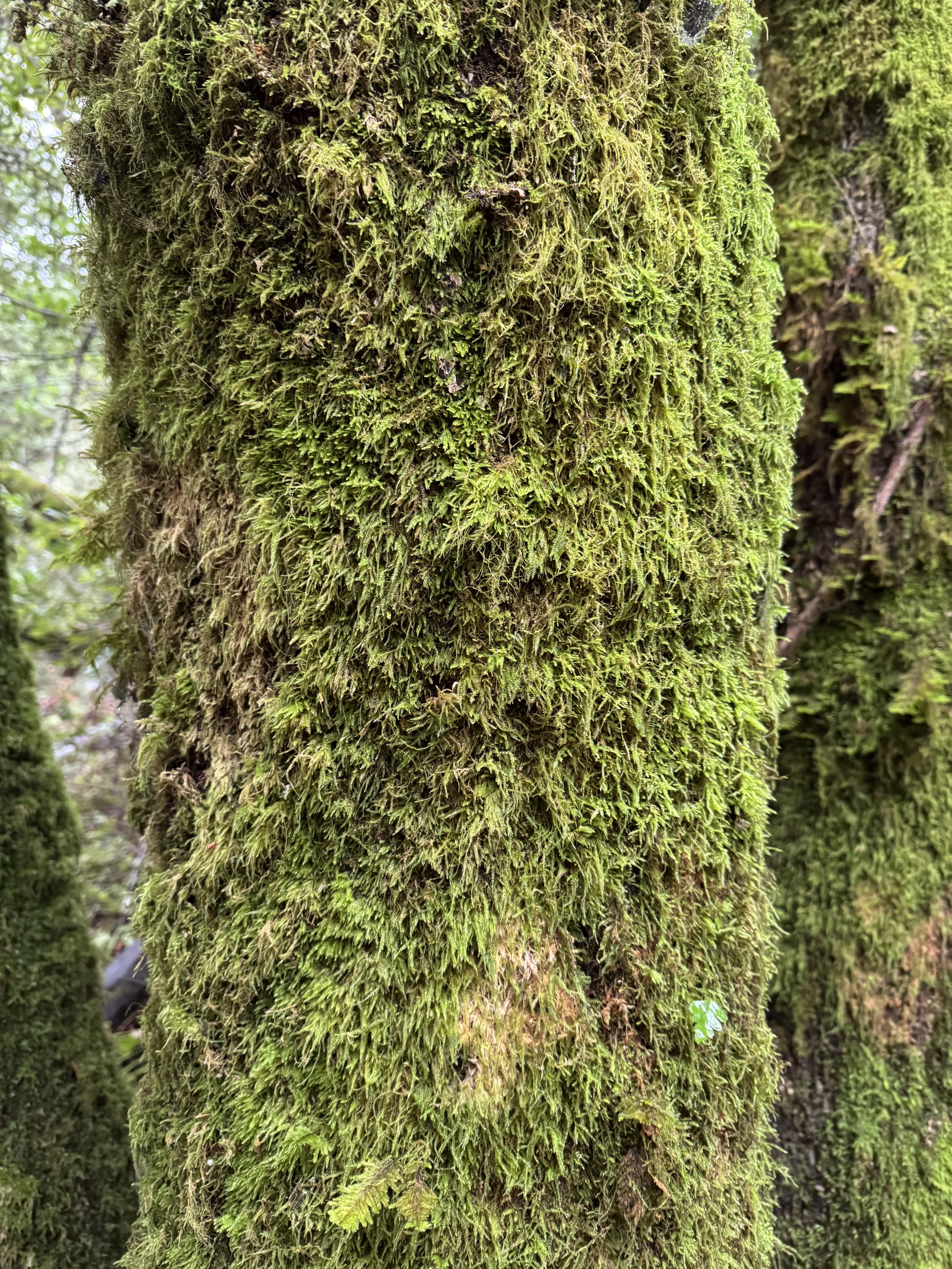 Sustainable Resources