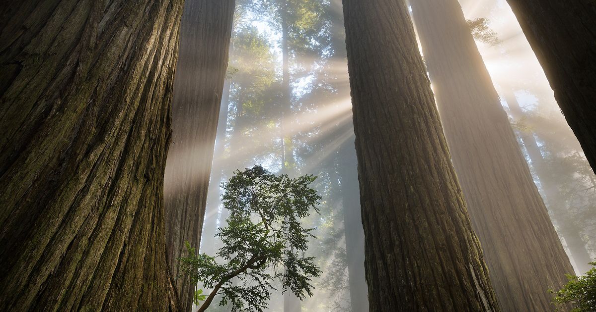 The Nature Conservancy cover