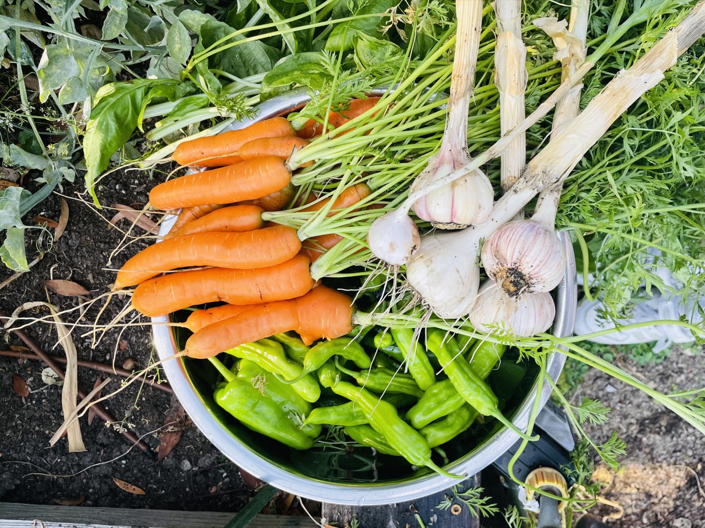 A garden harvest bowl of carrots, garlic, and peppers: what finite resources, well tended, provide
